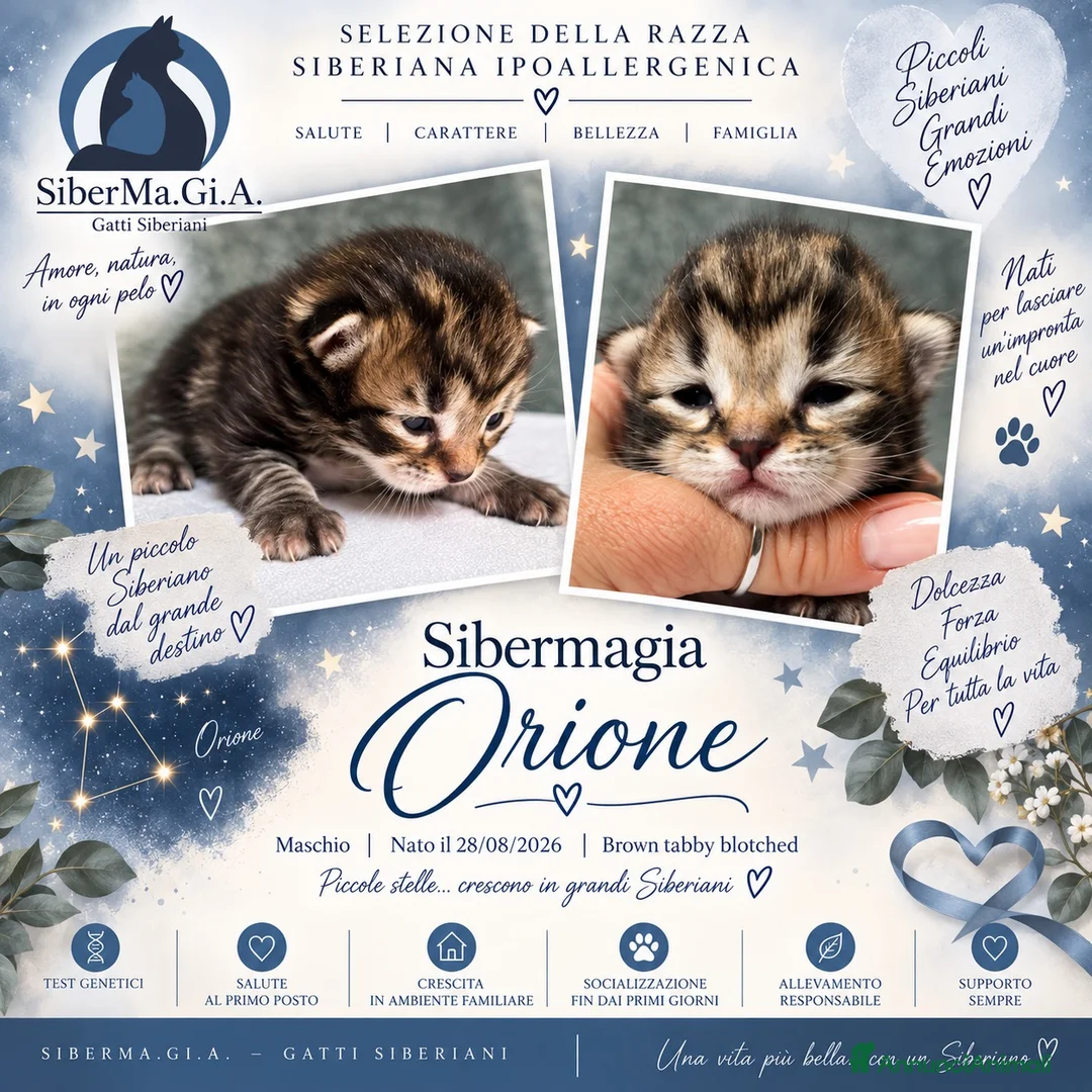 Siberiano gatti in vendita: SIBERIANI GATTINI IPOALLERGENICI - Annuncio 1