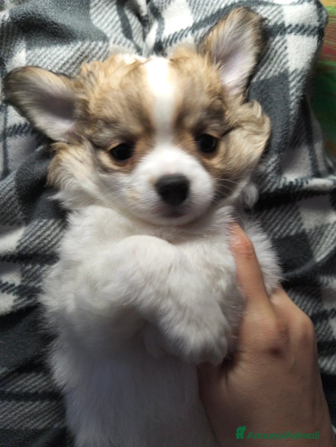 Chihuahua cani in vendita: Chihuahua maschio pedigree  - Annuncio 2