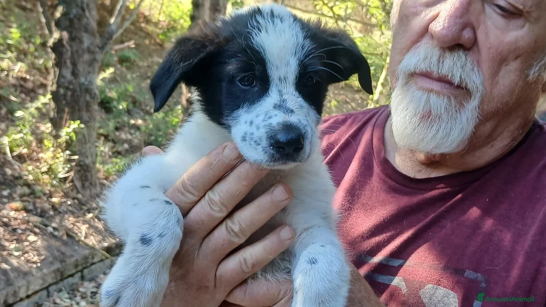 Meticcio cani in regalo: ARCOBALENO HA BISOGNO DI UNA MAMMA E DI UN PAPA' - Annuncio 2