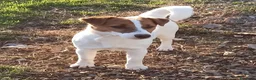 Jack Russell cani in vendita: Cucciolata Jack Russelle Terrier con Pedigree - Annuncio 20