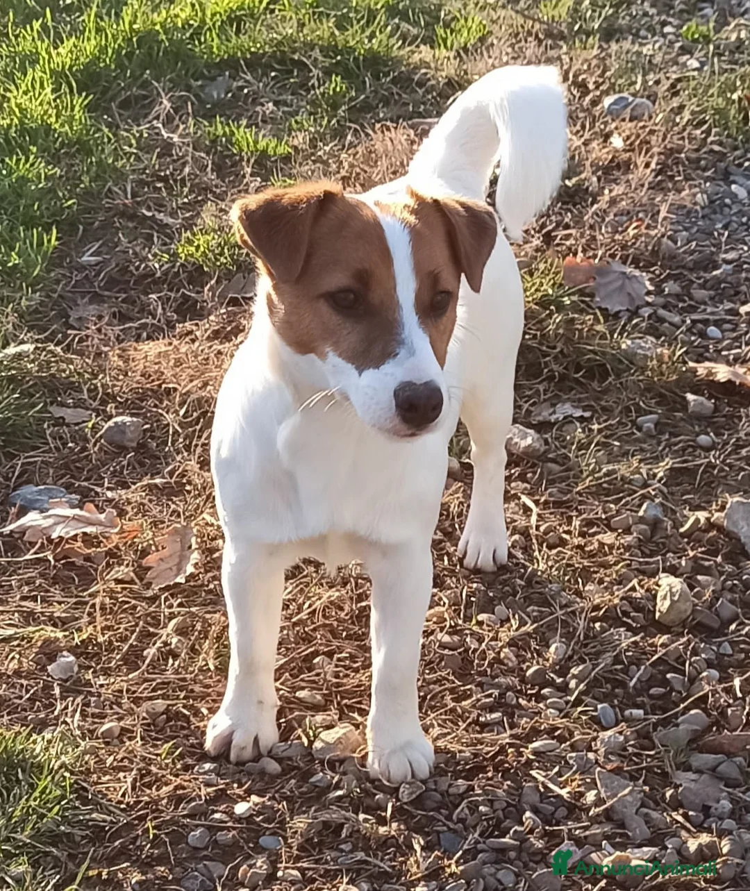 Jack Russell cani in vendita: Cucciolata Jack Russelle Terrier con Pedigree - Annuncio 20