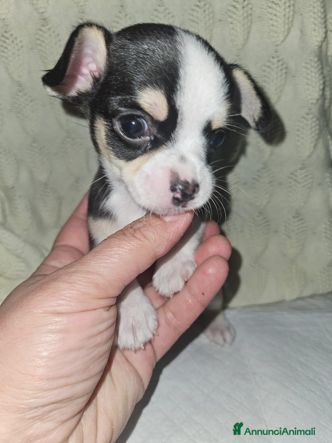 Chihuahua cani in vendita: Chihuahua mini toy - Annuncio 8