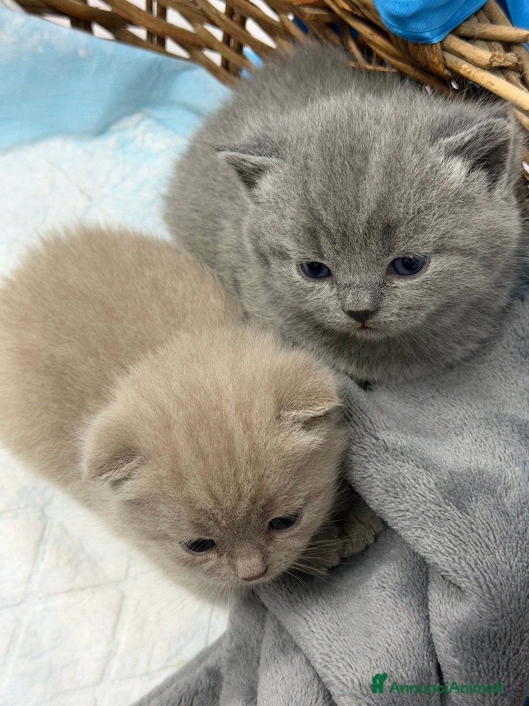 Scottish gatti in vendita: Scottish fold e Straight lilac e blue - Annuncio 3