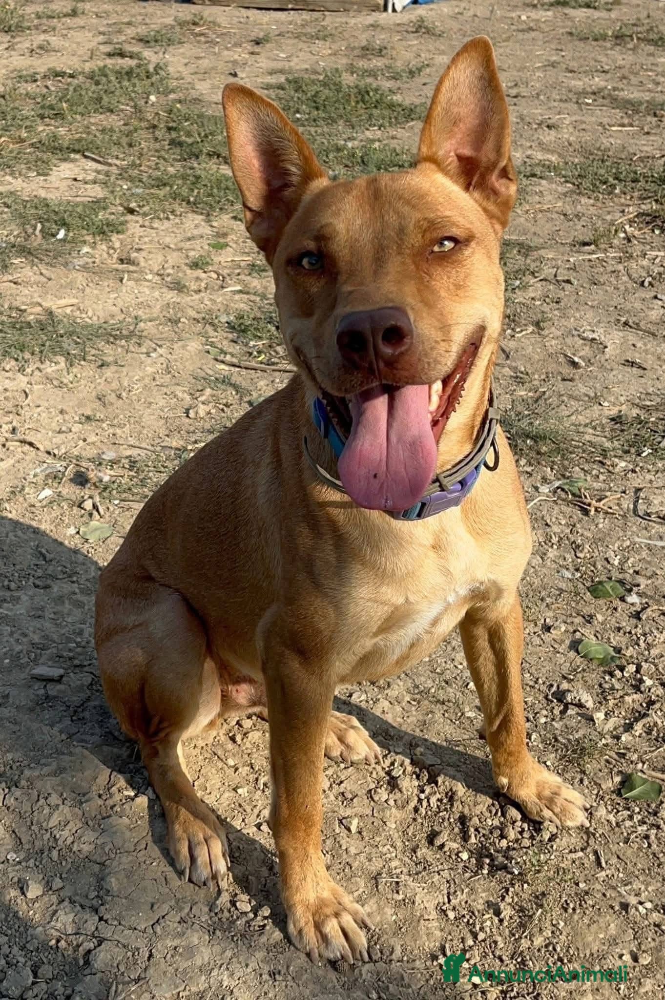 American Bully cani Nick  - Annuncio 2