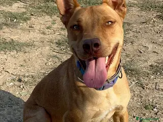 American Bully cani Nick - Annuncio 2