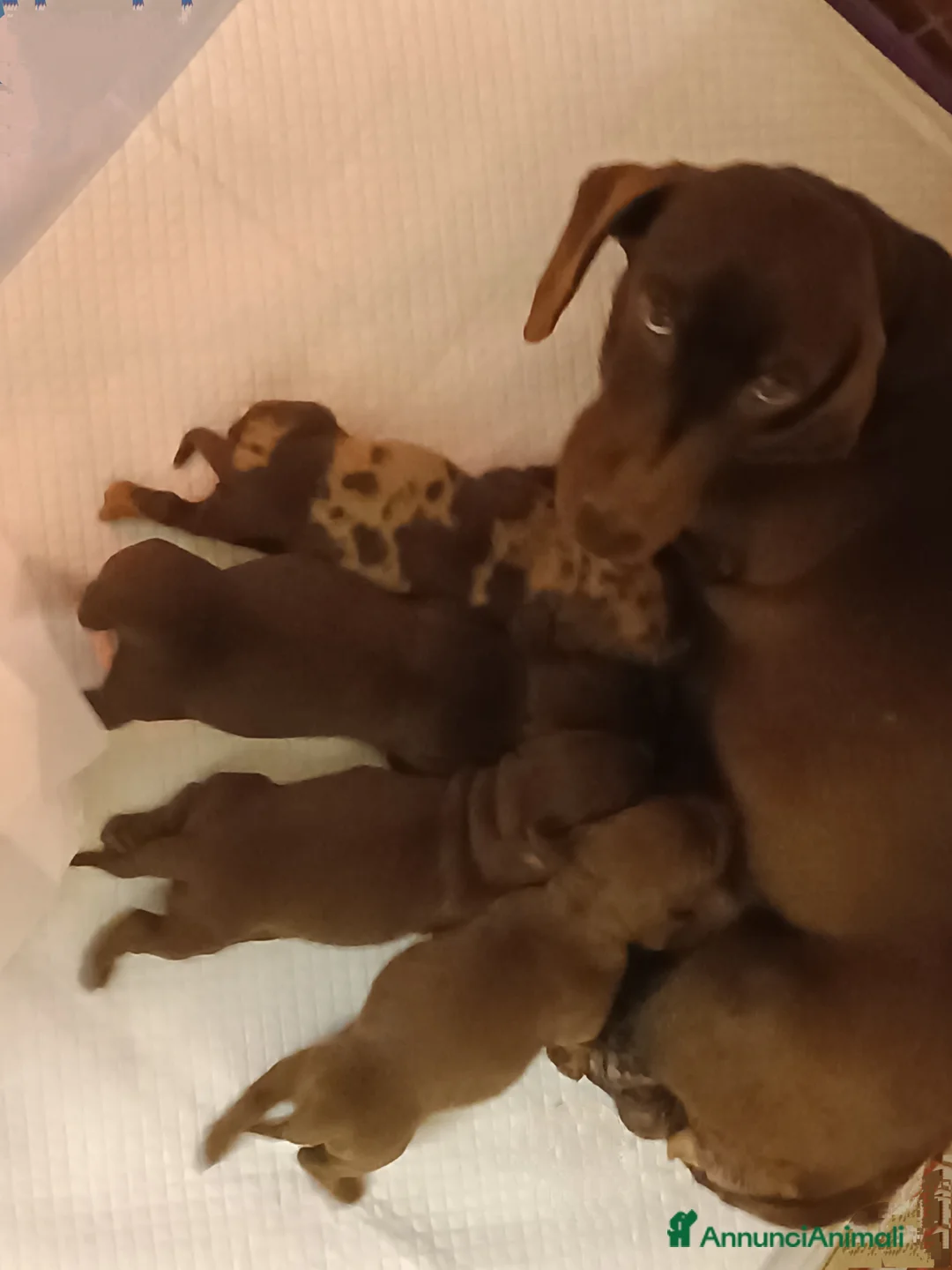 Bassotto cani in vendita: Bassottini cioccolato test negativi.  - Annuncio 8