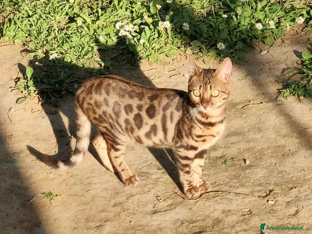 Bengala gatti in vendita: Bellissimi gattini Bengala  - Annuncio 1
