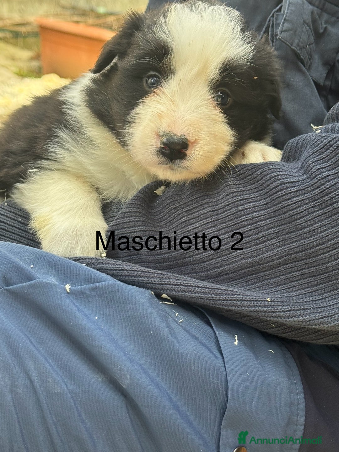 Border Collie cani in vendita: Border Collie con pedigree - Annuncio 5