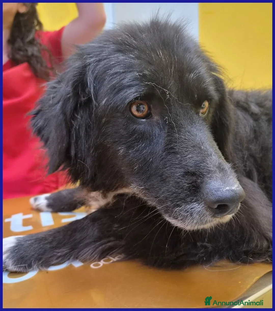 Meticcio cani in regalo: ERAORA, TENERA VECCHIETTA 9 ANNI HA ASPETTATO TUTT - Annuncio 14