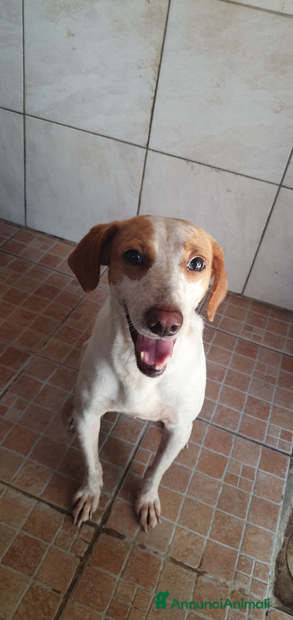Segugio cani Tino, segugio mix in canile a Catania - Annuncio 2