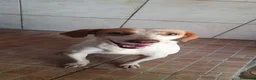 Segugio cani in regalo: Tino, segugio mix in canile a Catania - Annuncio 1