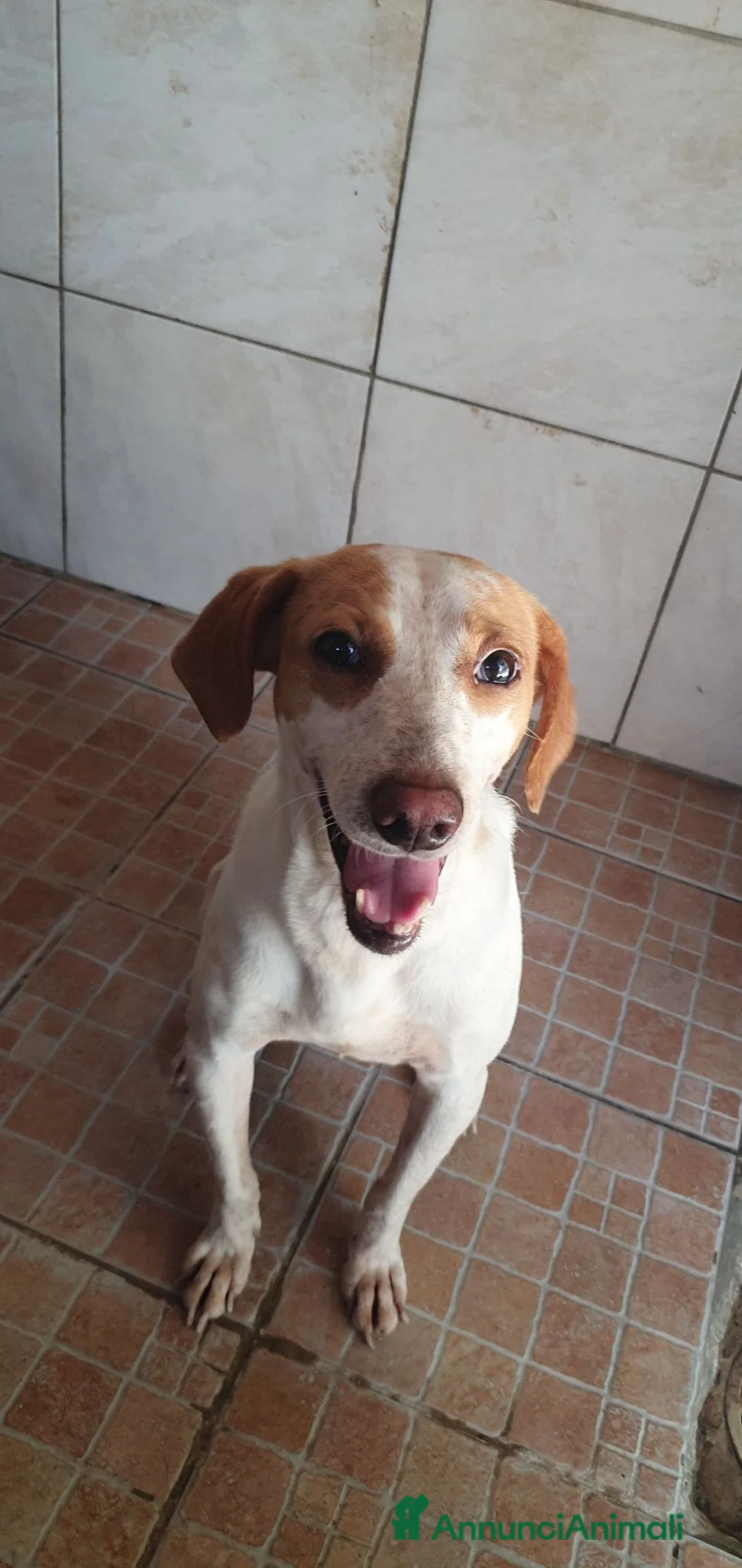 Segugio cani in regalo: Tino, segugio mix in canile a Catania - Annuncio 1