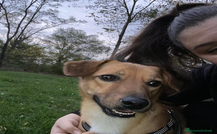 Meticcio cani a Provincia di Gorizia - Annuncio 4
