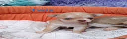 Chihuahua cani in vendita: Maschietti chihuahua pelo corto  - Annuncio 5