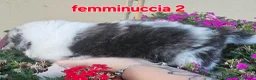 Australian Shepherd cani in vendita: Cuccioli di pastore australiano disponibili  - Annuncio 8