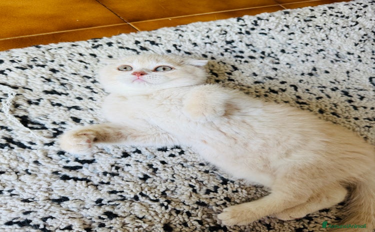 Scottish gatti a Città Metropolitana di Bologna - Annuncio 1