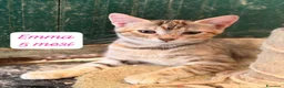 Meticcio gatti in regalo: Gattini destinati alla colonia  a Provincia di Ferrara - Annuncio 4