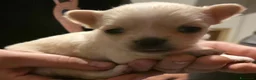 Chihuahua cani in vendita: Chihuahua pelo lungo - Annuncio 3