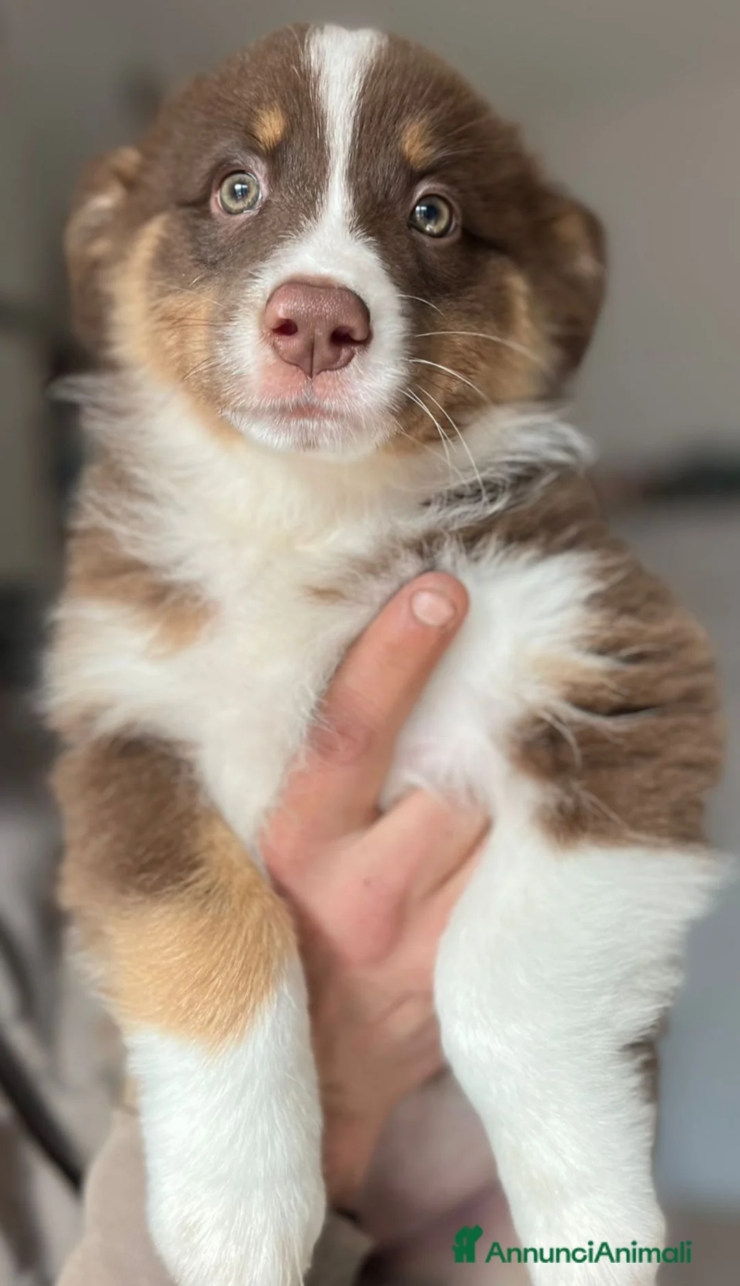 Australian Shepherd cani in vendita: Cucciole pastore australiano  - Annuncio 11