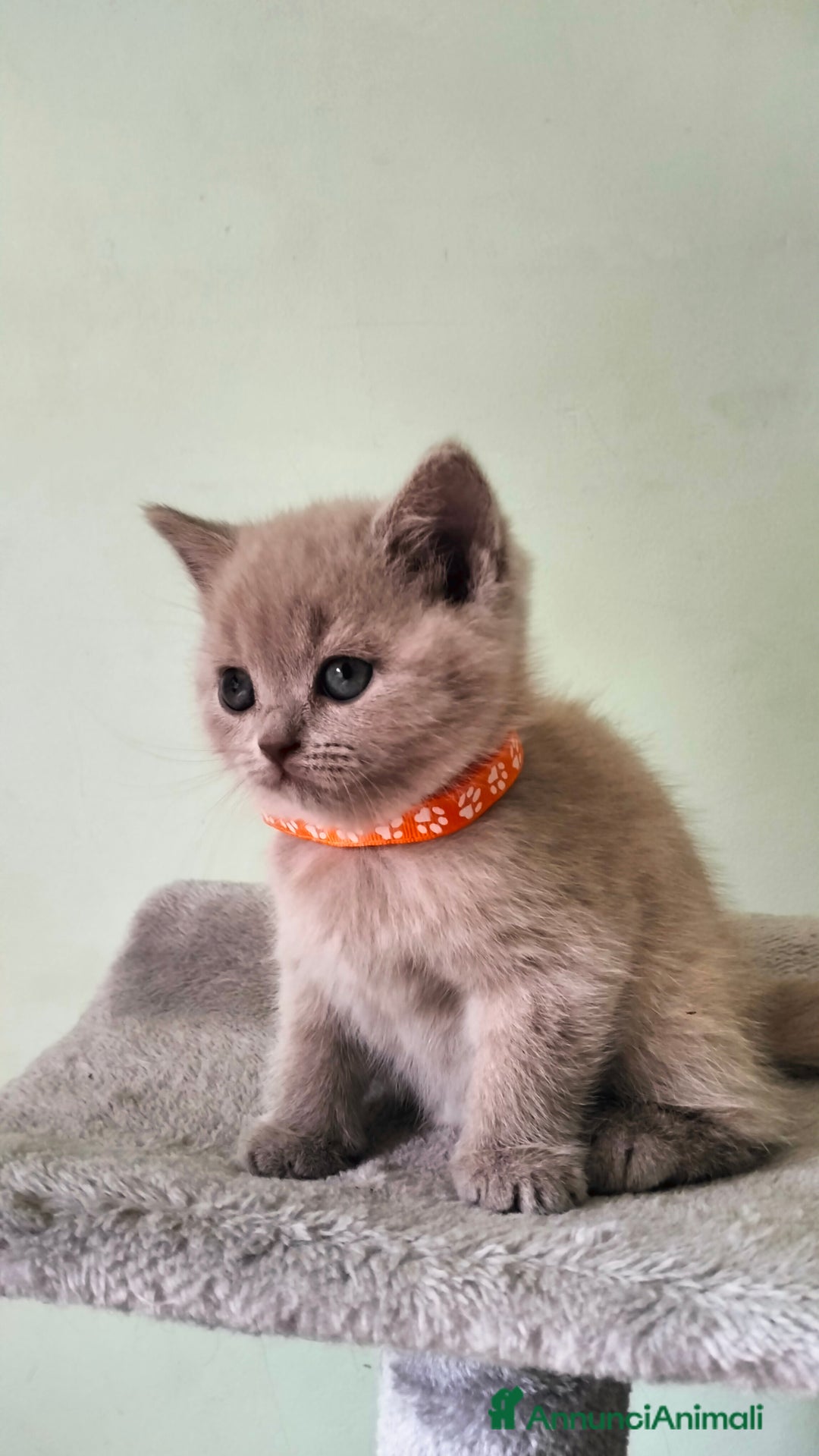 British gatti in vendita: Cuccioli British/Scottish  - Annuncio 6