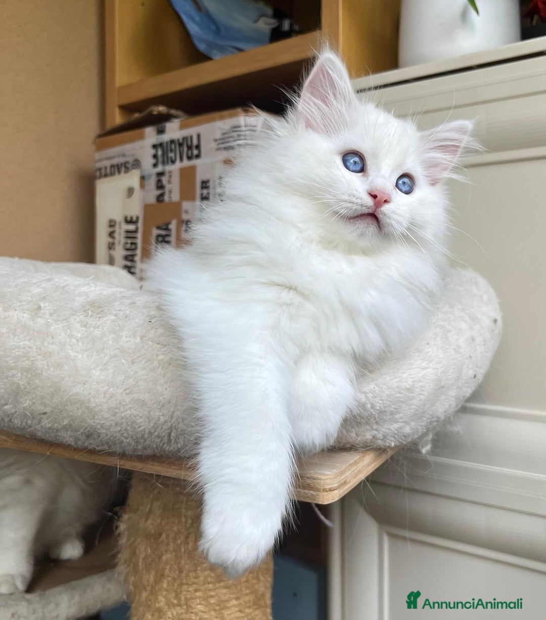 Ragdoll gatti in vendita: Cucciola Lilac bicolor  - Annuncio 4