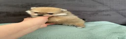 Volpino Pomerania cani in vendita: Spitz di Pomerania - Annuncio 4