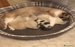Siberiano gatti in vendita: Gatti cuccioli Siberiani ipoallergenici a Provincia di Forlì-Cesena - Immagine 24
