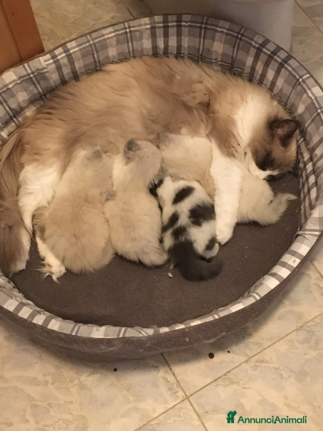 Siberiano gatti in vendita: Gatti cuccioli Siberiani ipoallergenici a Provincia di Forlì-Cesena - Immagine 24