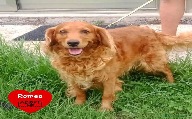 Cocker cani ROMEO cerca adozione - simil cocker maschio 9 anni - Annuncio 1