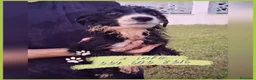 Meticcio cani in regalo: DRUSILLA 🩷 aspetta solo di essere scelta a Provincia di Pavia - Annuncio 2