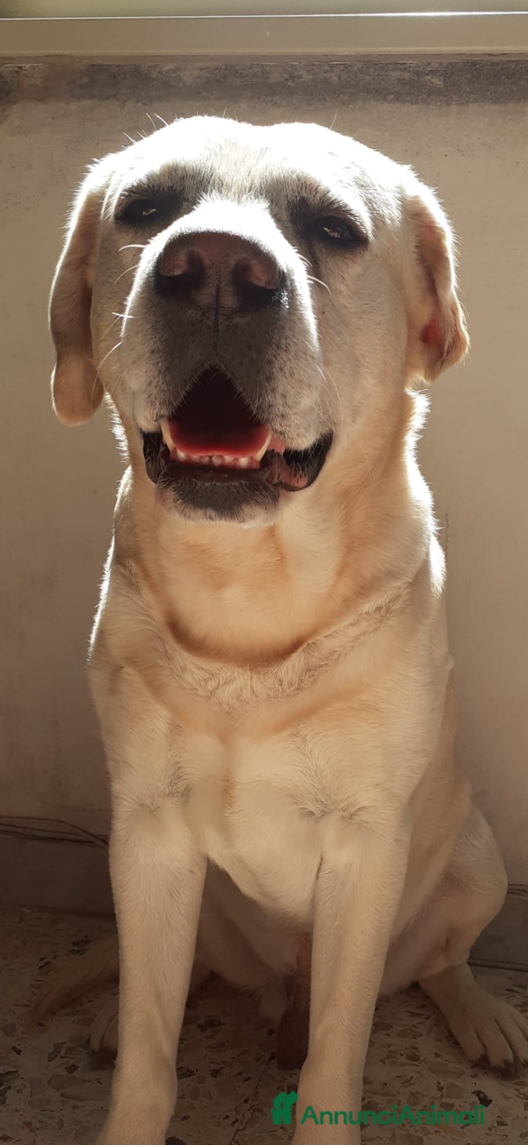 Labrador cani in regalo: Labrador Retriever in regalo - Annuncio 2