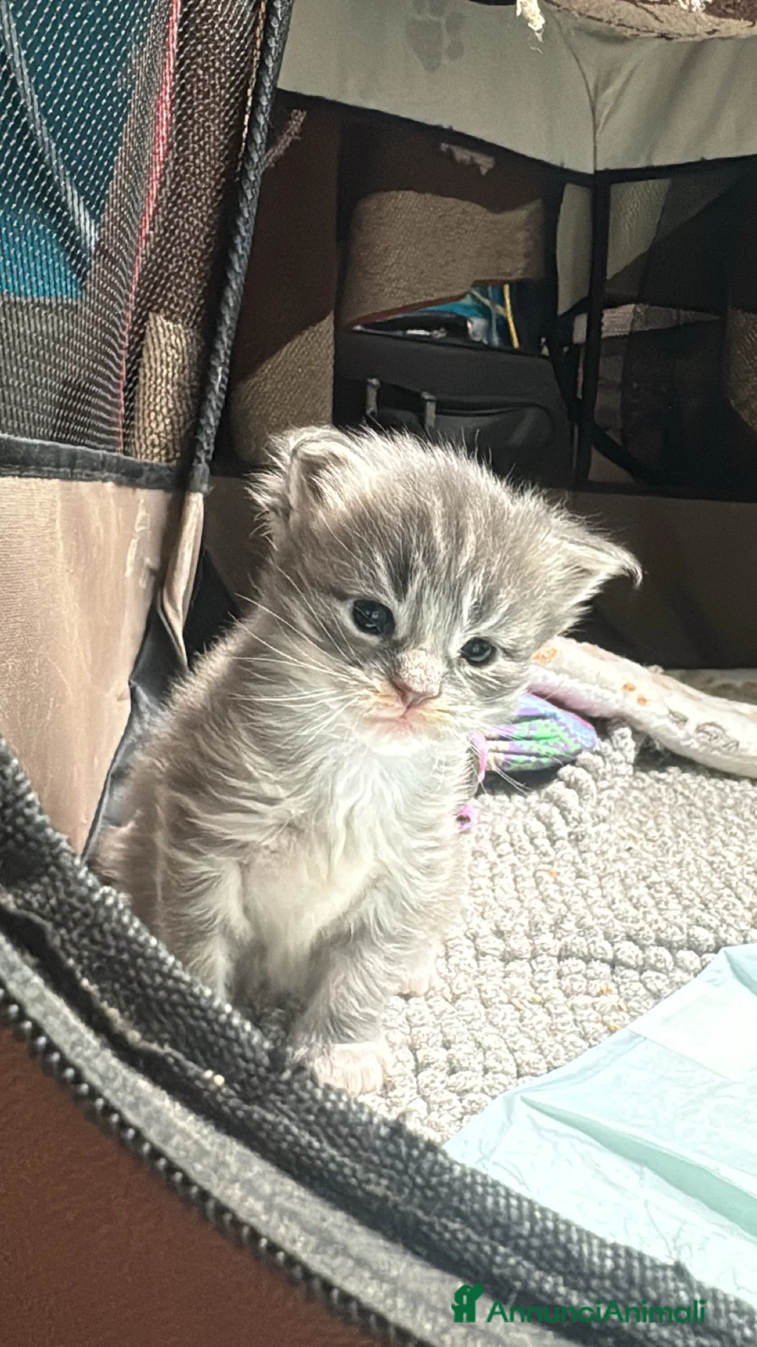 Maine Coon gatti in vendita: Cucciola di Maine coon - Annuncio 2