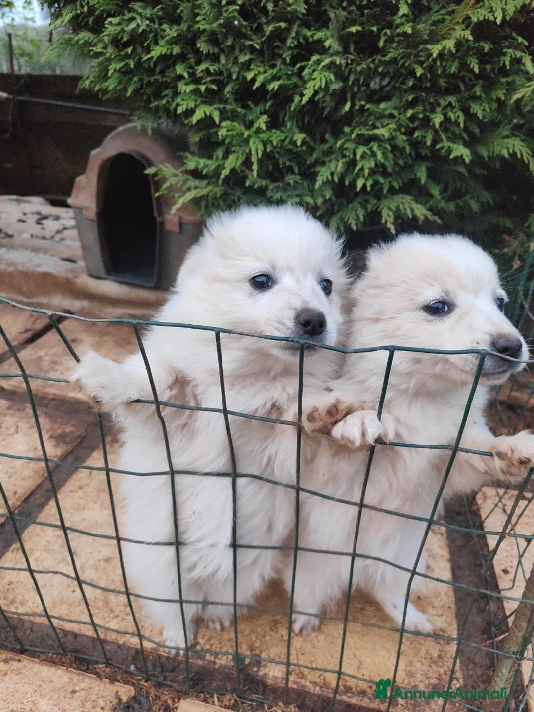 Volpino Italiano cani in vendita: volpino maschio nato 11 novembre 2025, volpini ita - Annuncio 3