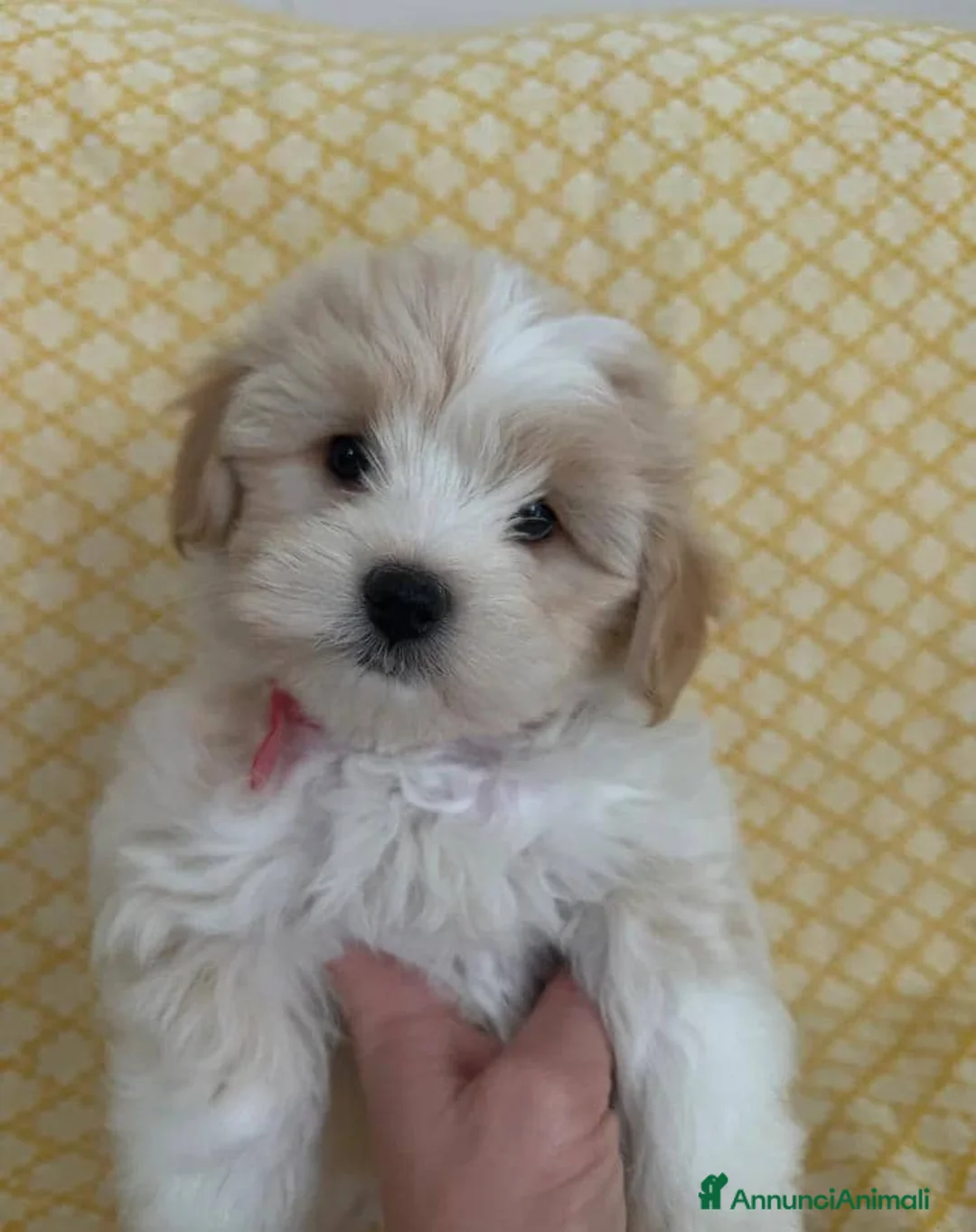Maltipoo cani in vendita: Cuccioli di Maltipoo  - Annuncio 9