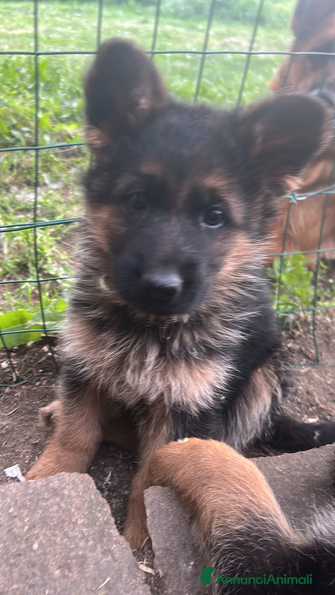 Pastore Tedesco cani in vendita: CUCCIOLI DI PASTORE TEDESCO - Annuncio 1