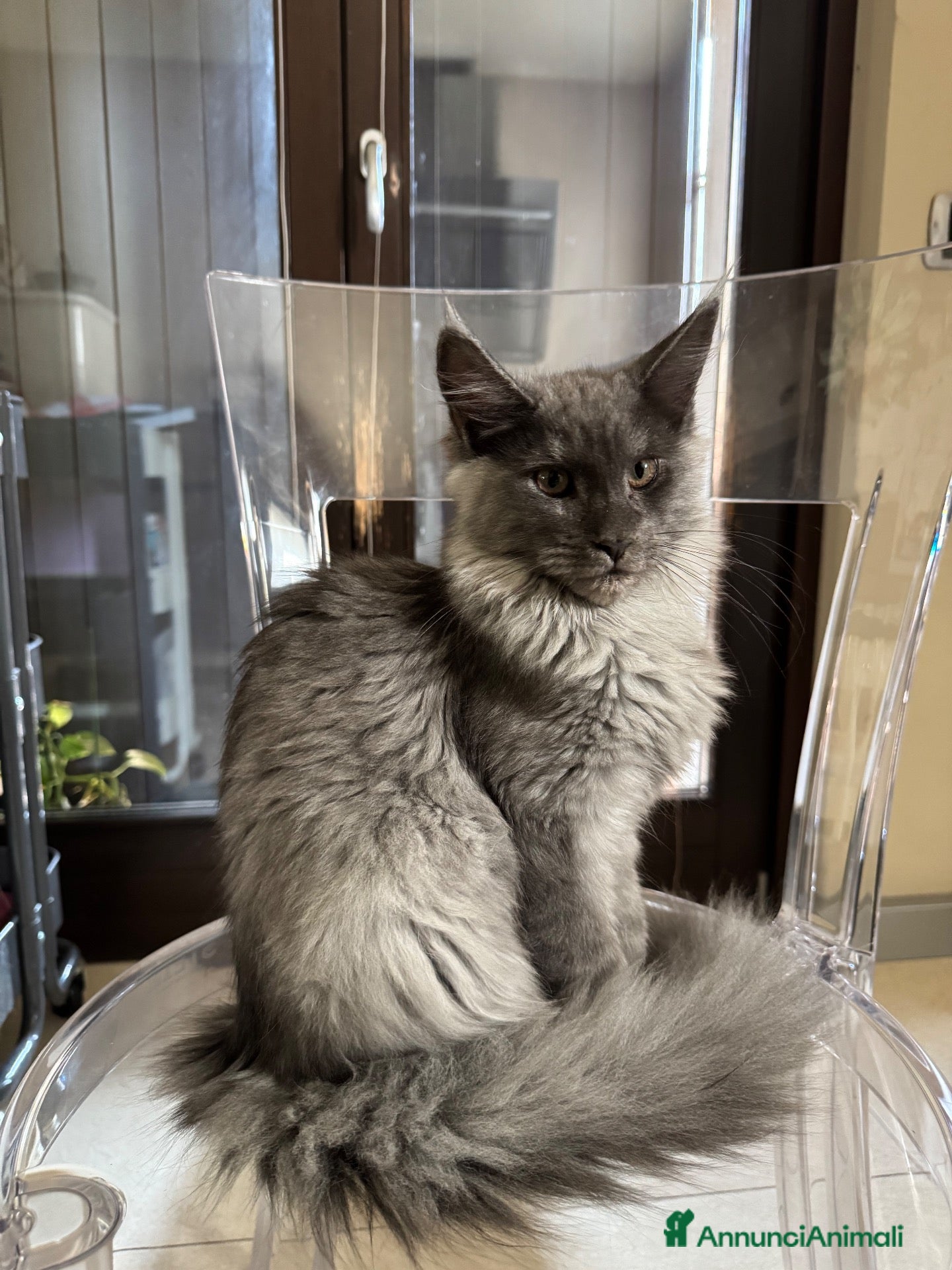 Maine Coon gatti Cucciolo di razza Maine Coon con pedigree AFeF - Annuncio 3