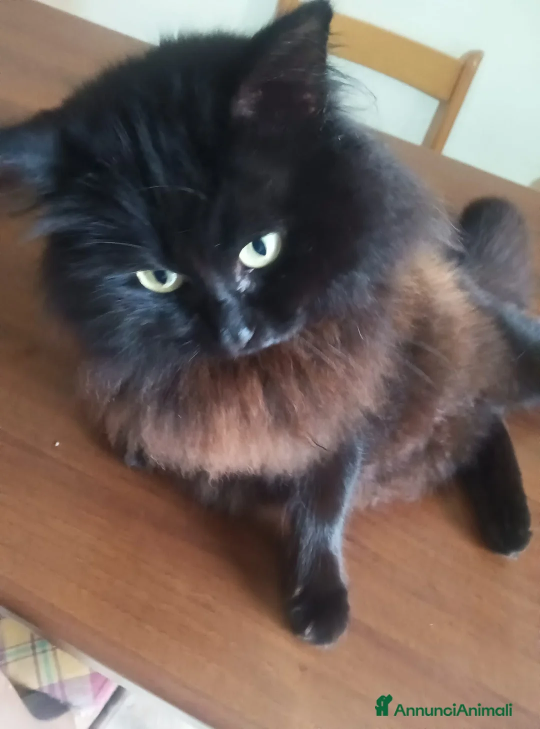 Meticcio gatti in regalo: Gatto in adozione a Città metropolitana di Roma Capitale - Annuncio 2