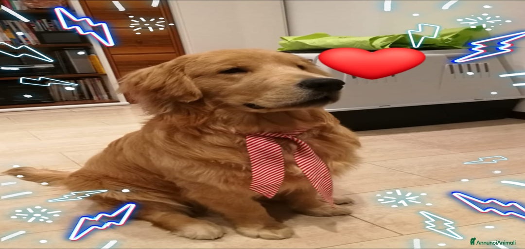 Immagine della galleria {{count}}