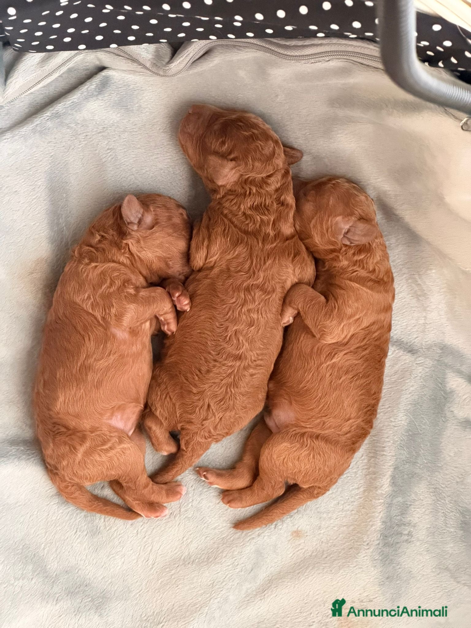 Barboncino cani Vendo barboncini - Annuncio 17