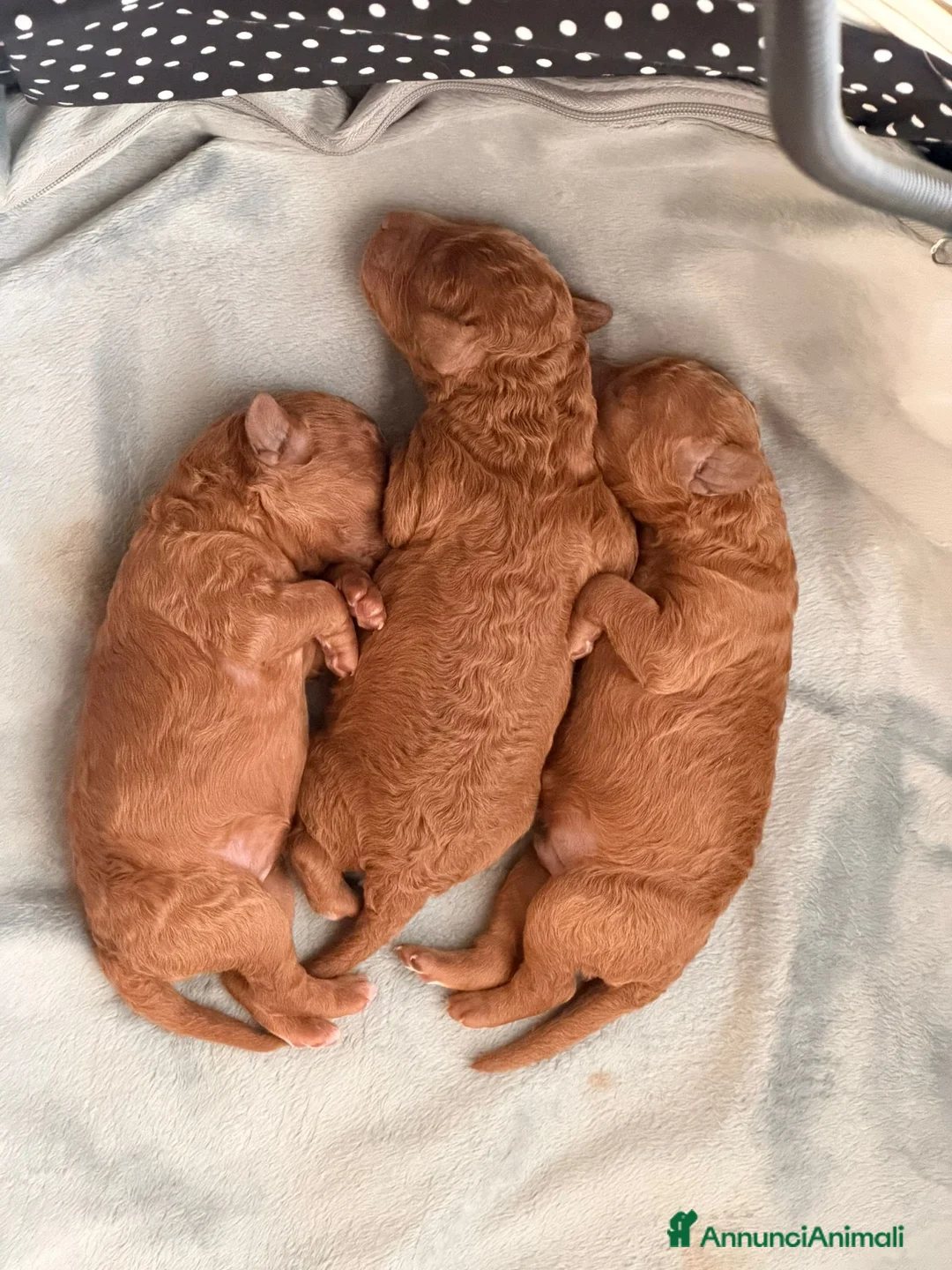 Barboncino cani in vendita: Vendo barboncini - Annuncio 1