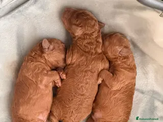 Barboncino cani Vendo barboncini - Annuncio 17