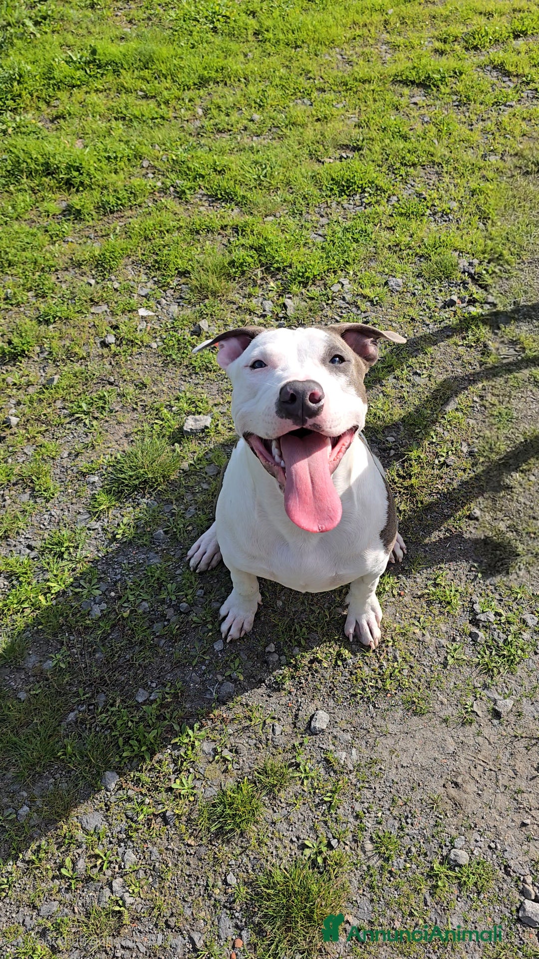 American Staffordshire cani in vendita: Cuccioli Amstaff  - Annuncio 4