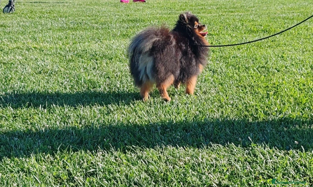 Volpino Pomerania cani per accoppiamento: Accoppiamento spitz - Annuncio 2