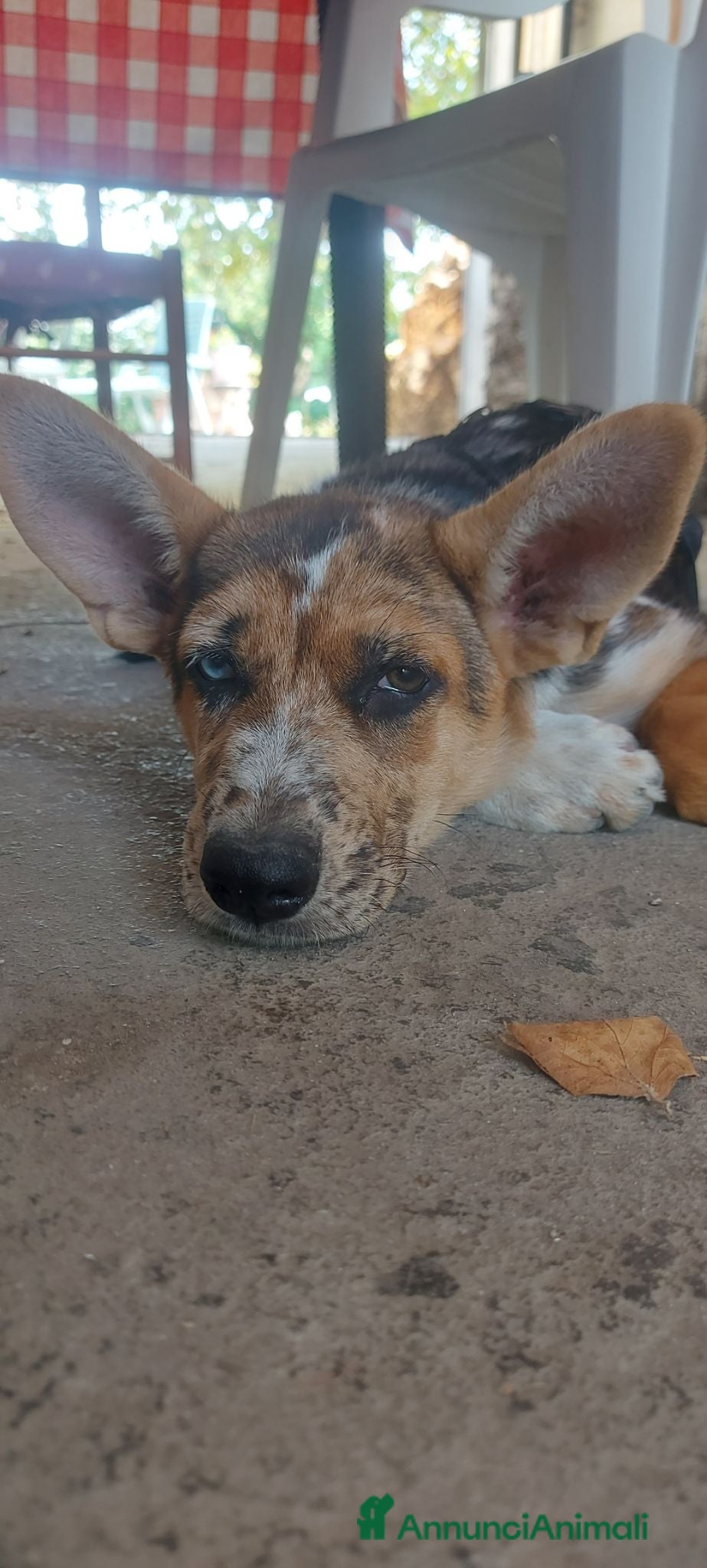 Meticcio cani Cucciolo  - Annuncio 18