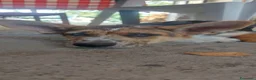 Meticcio cani in regalo: Cucciolo  a Provincia di Cuneo - Annuncio 1