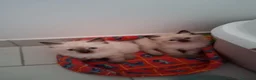 Ragdoll gatti in vendita: Gattini ragdoll - Annuncio 6