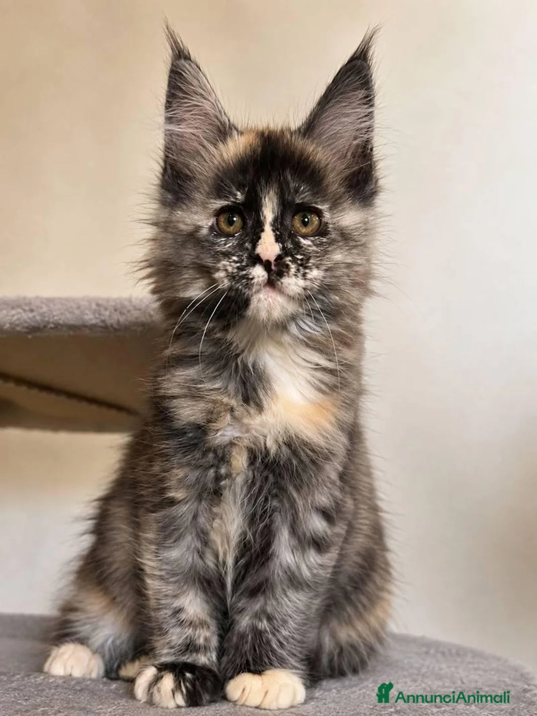 Maine Coon gatti in vendita: Maine Coon  a Provincia di Pavia - Annuncio 8