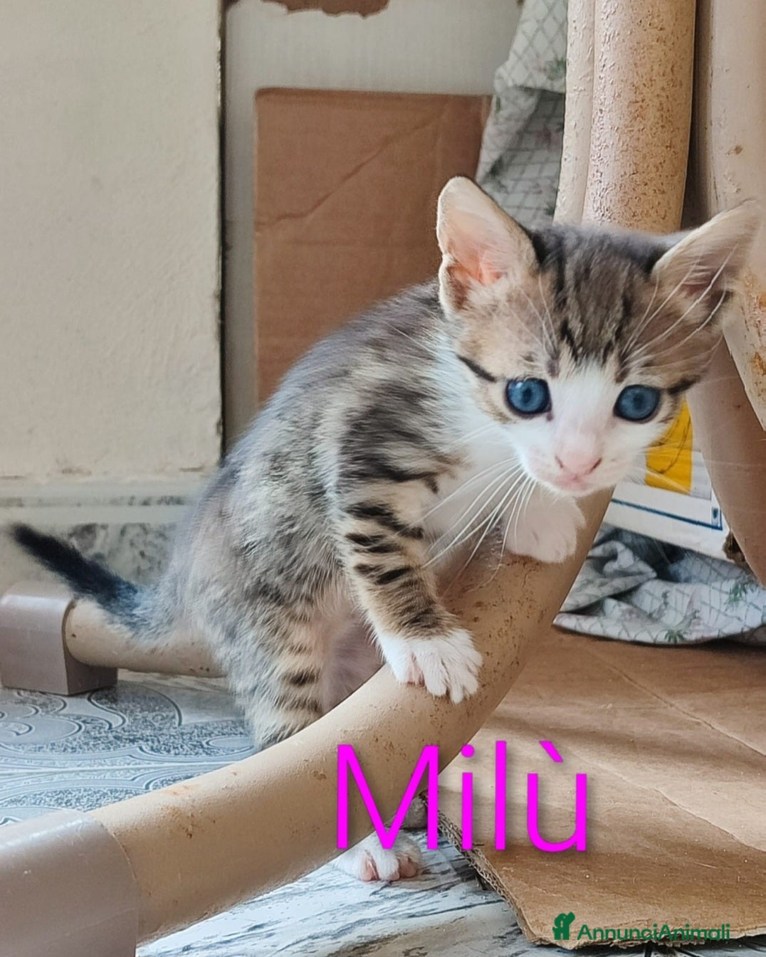 Europeo gatti 2micini tigrati 2mesi IN ARRIVO A MILANO SOS CASS - Annuncio 1