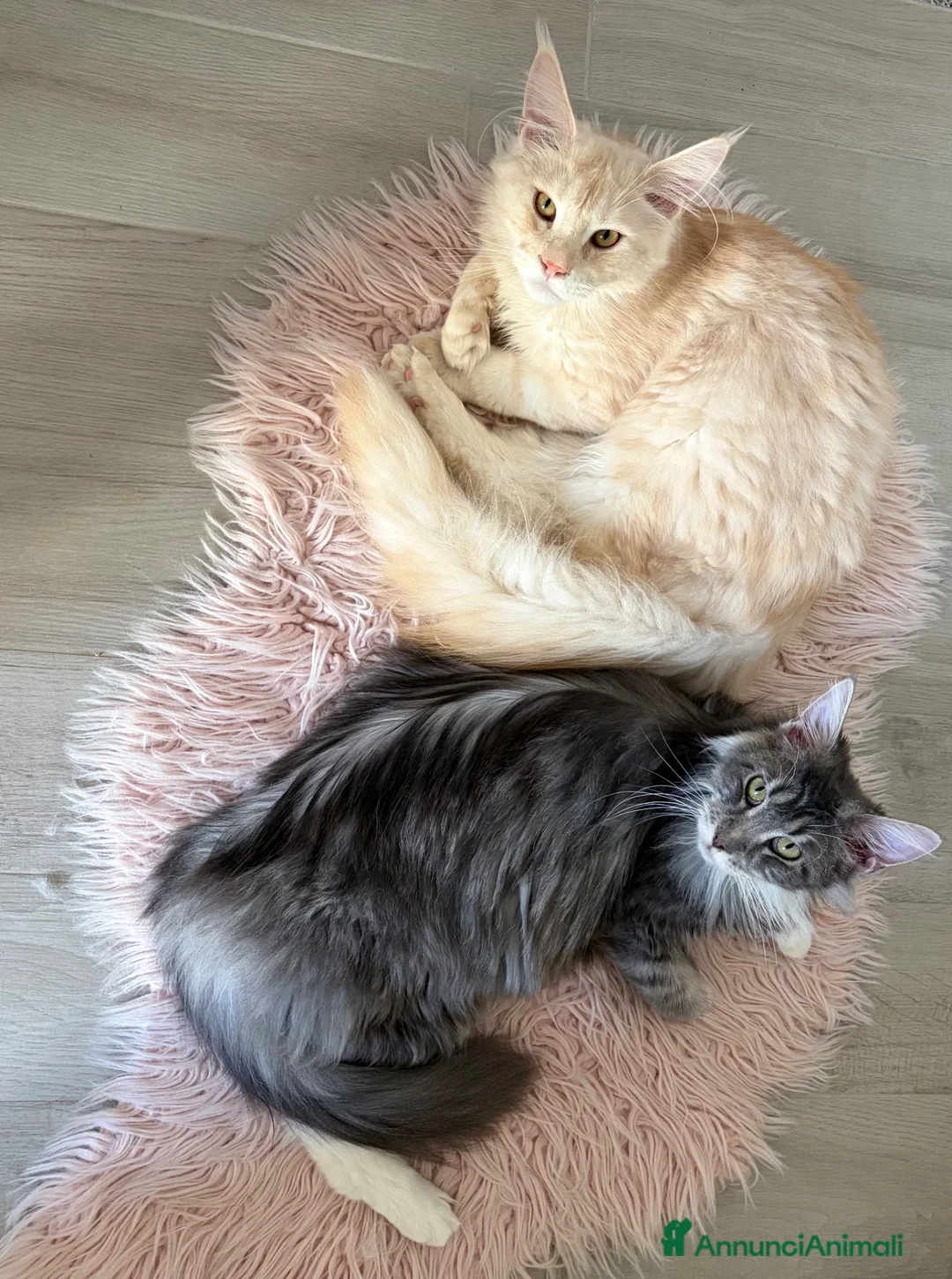 Maine Coon gatti in vendita: Maine coon cucciolo maschio  - Annuncio 6