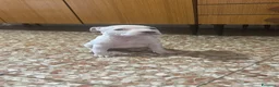 American Staffordshire cani in vendita: Cucciole di American Staffordshire Terrier  - Annuncio 4